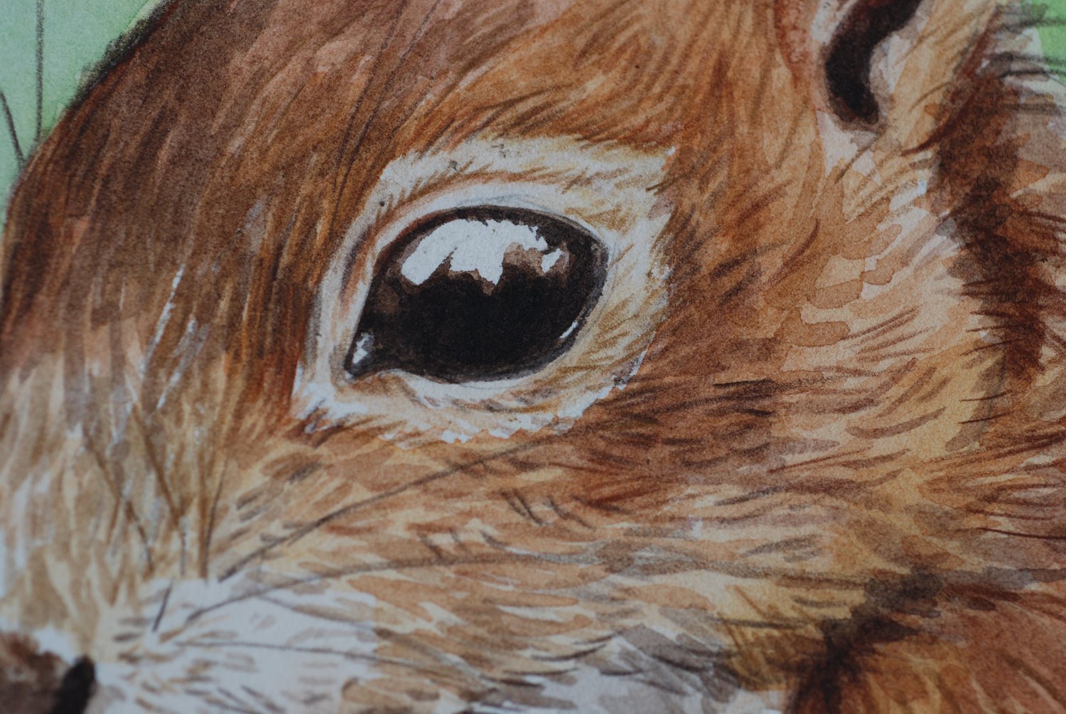 Red squirrel portrait watercolor painting - katerinamitkova