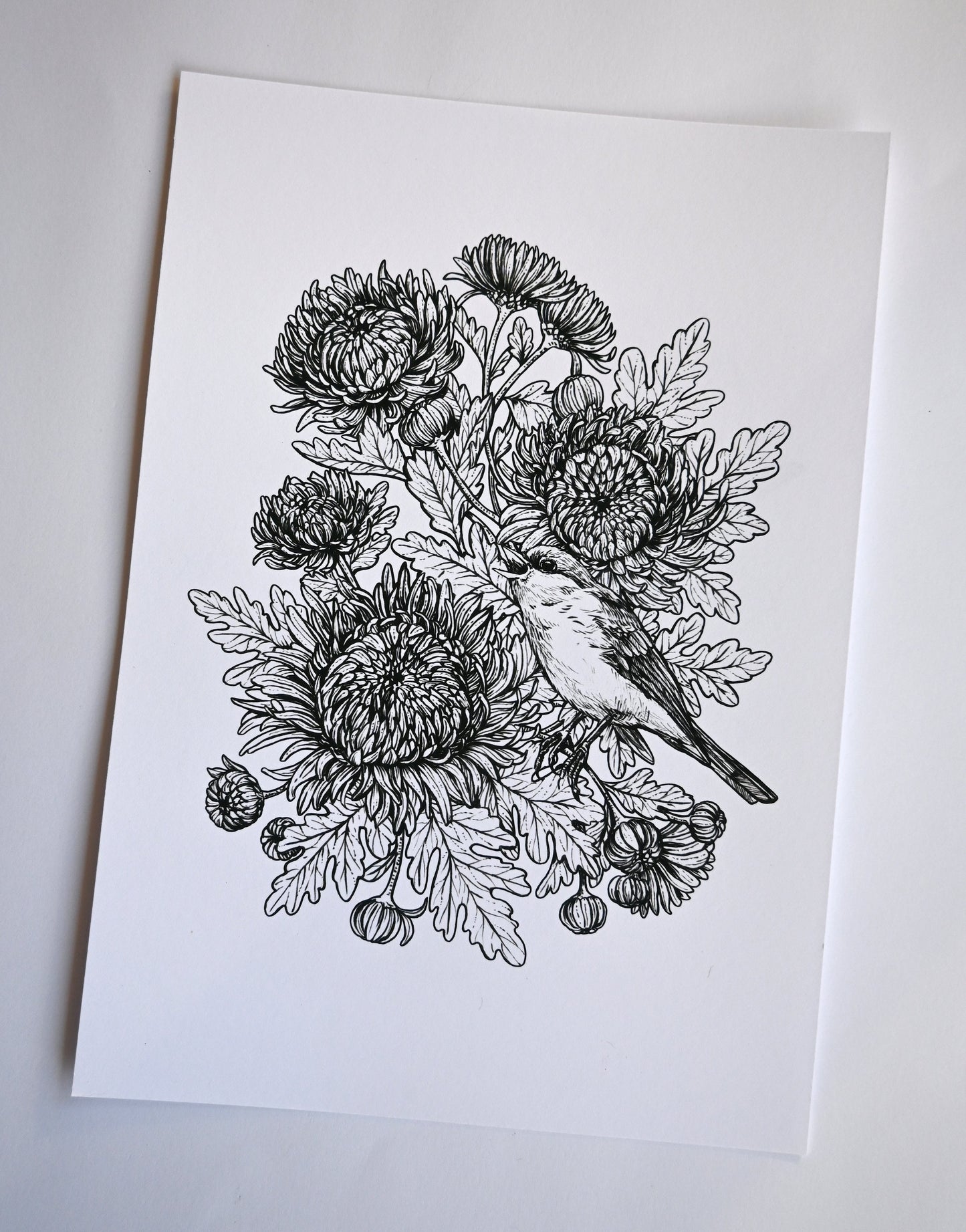 Redstart in the mums, black and white print - katerinamitkova