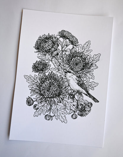 Redstart in the mums, black and white print - katerinamitkova