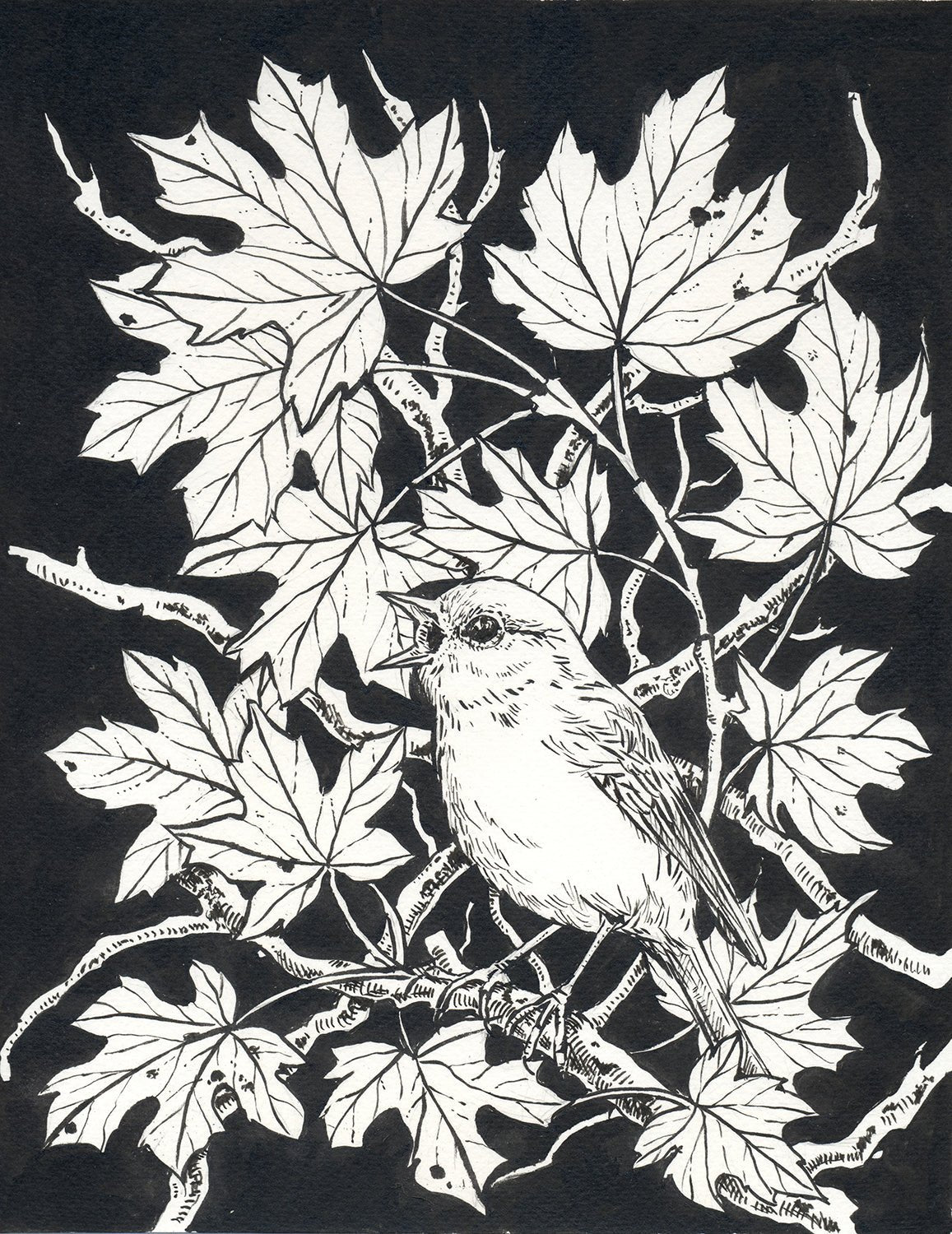 Robin in the maple tree ink drawing - katerinamitkova