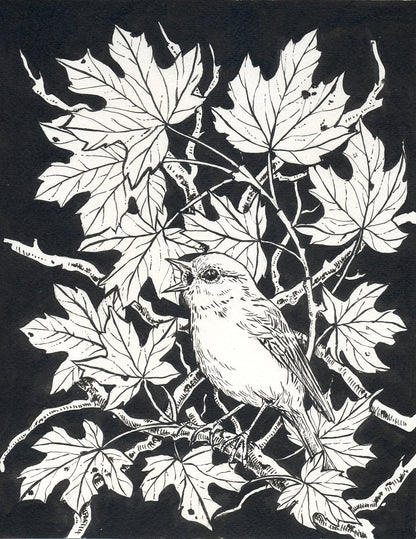 Robin in the maple tree ink drawing - katerinamitkova