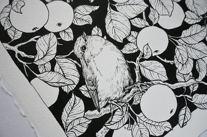 Robins in the apple tree ink drawing - katerinamitkova