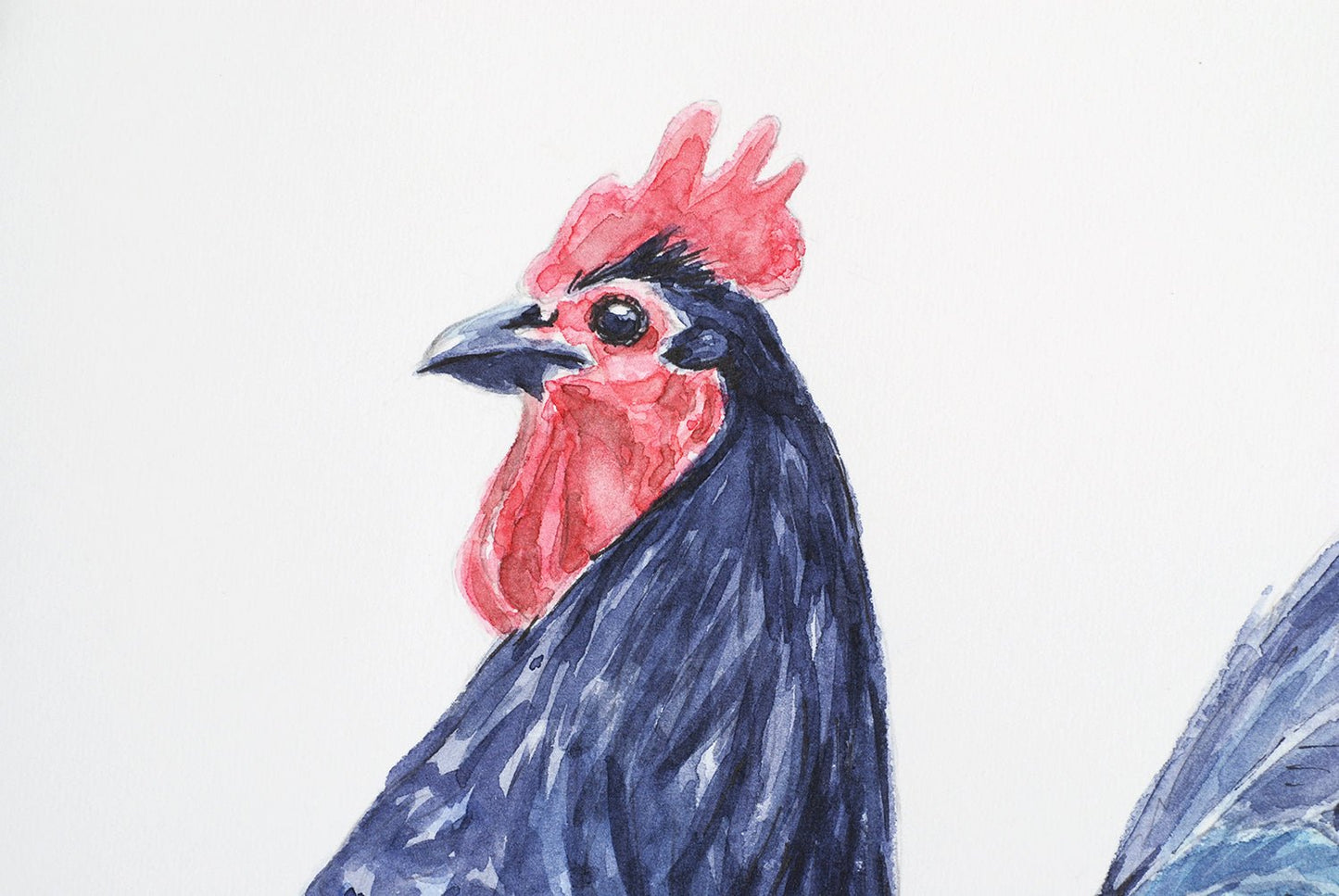 Rooster watercolor painting - katerinamitkova