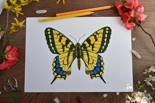 Tiger swallowtail Butterfly Art Print - katerinamitkova