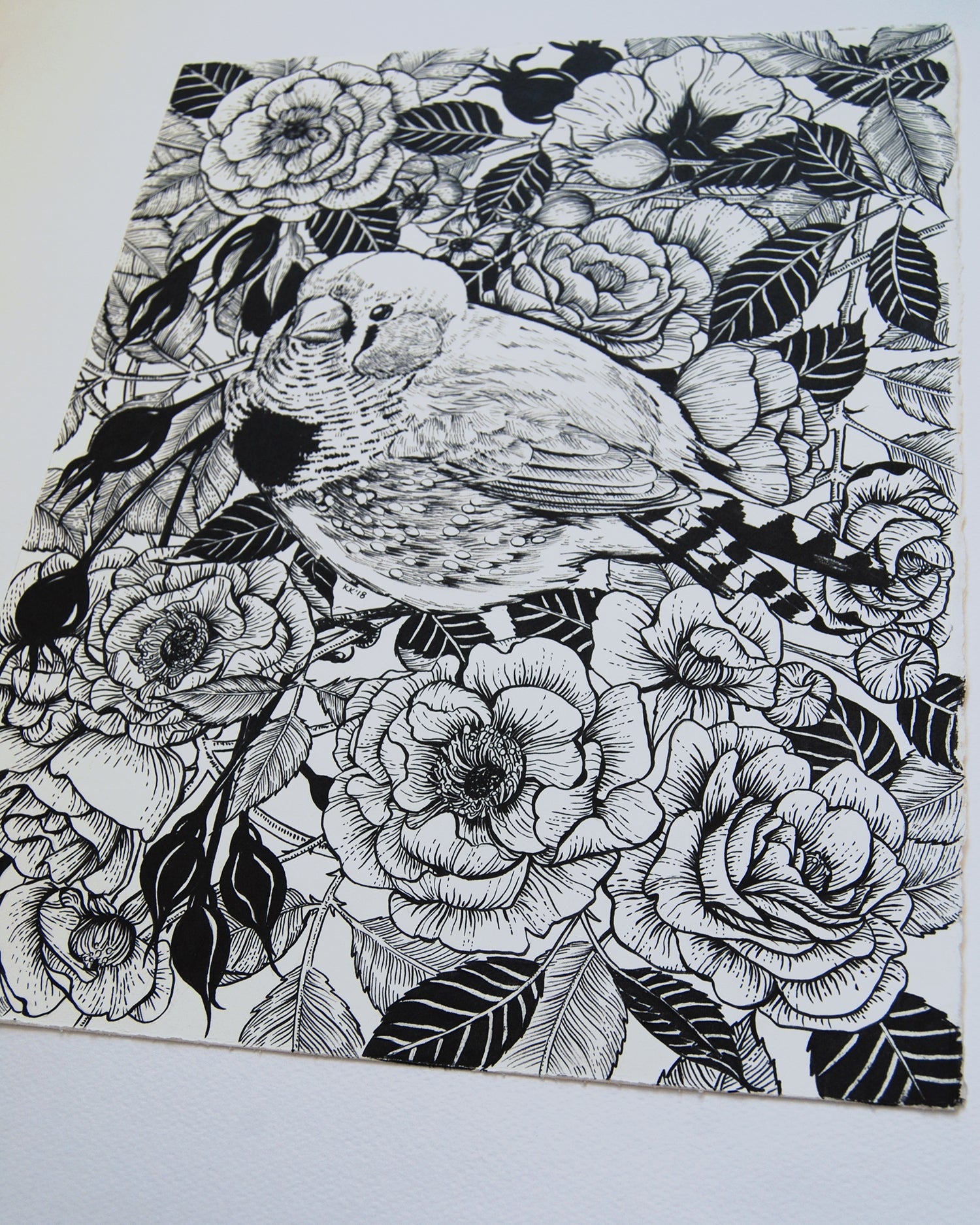 Zebra finch in the roses ink drawing - katerinamitkova