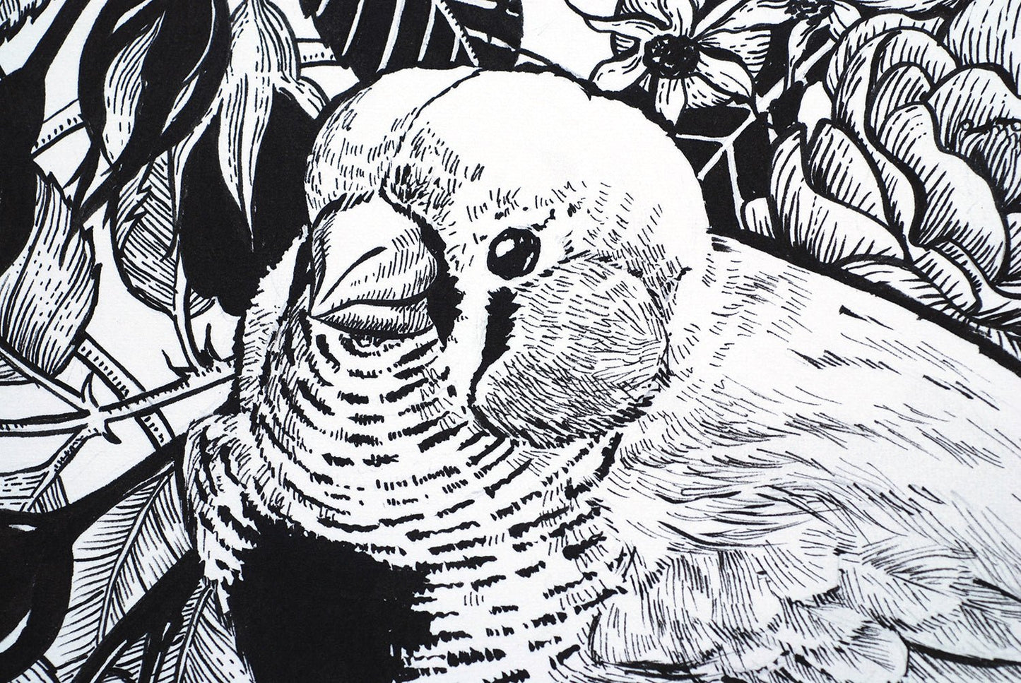 Zebra finch in the roses ink drawing - katerinamitkova