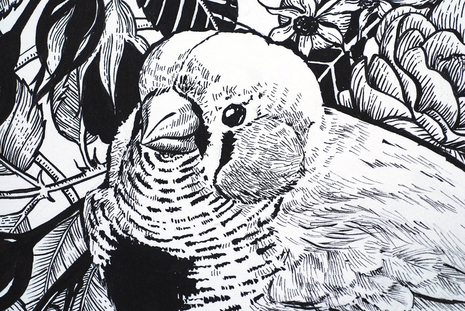 Zebra finch in the roses ink drawing - katerinamitkova